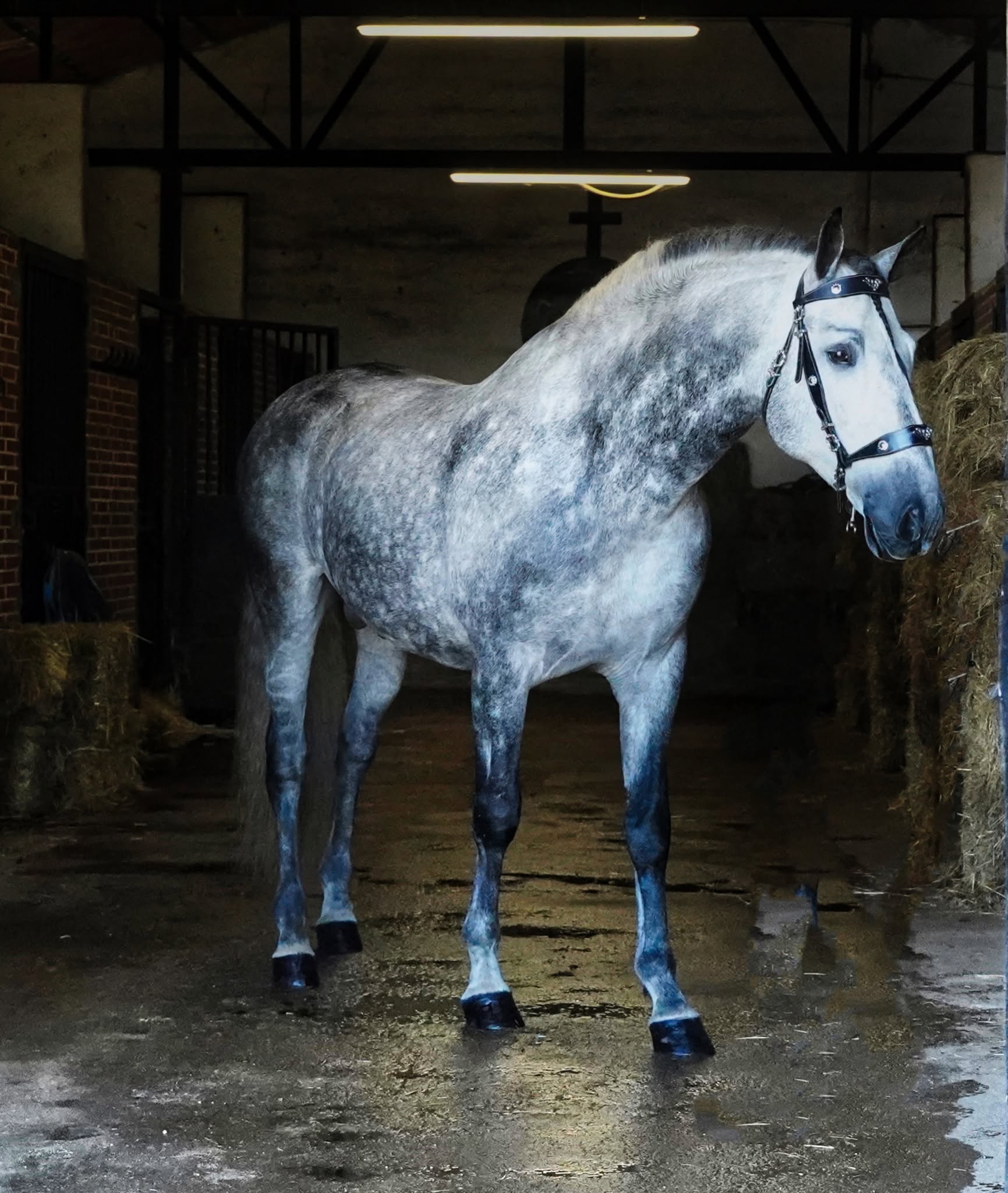 Enrico De Centurion photo 4