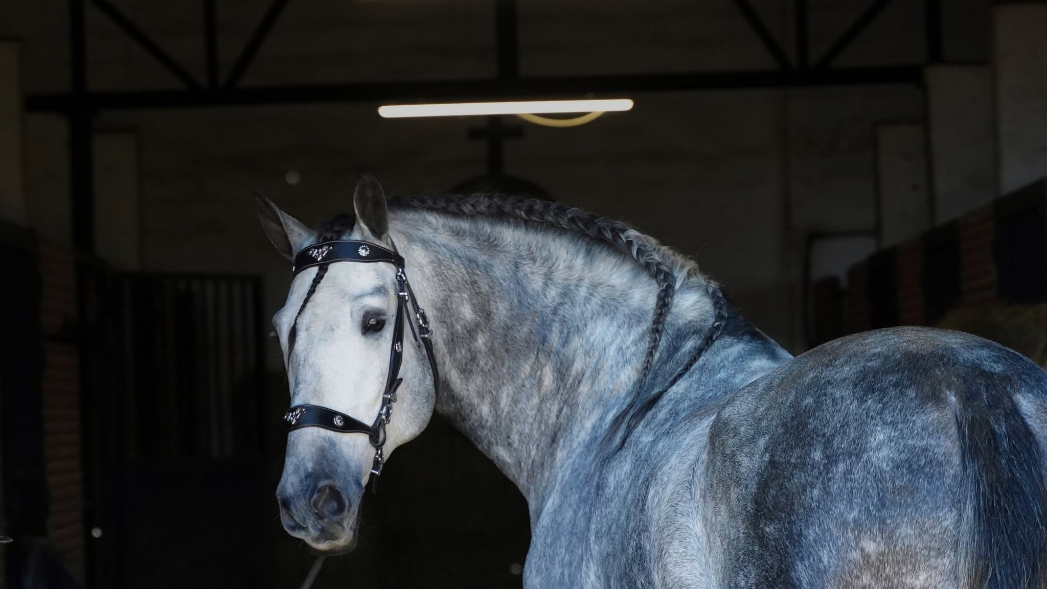 Enrico De Centurion photo 9