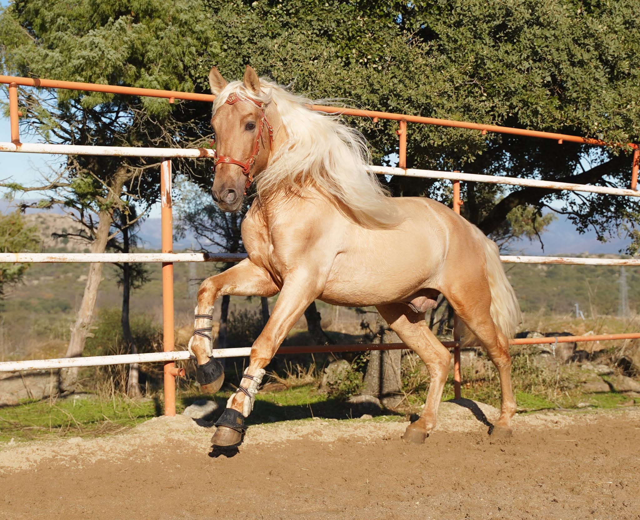 Rey Chopos photo 7
