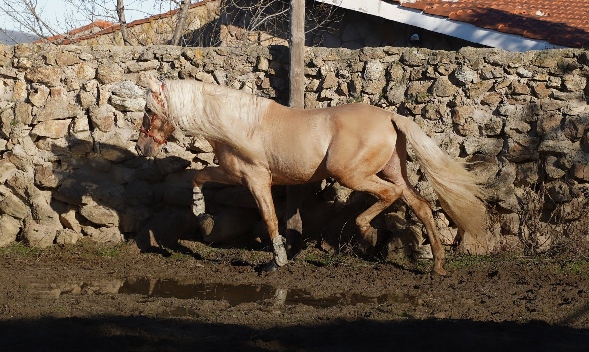 Rey Chopos photo 6