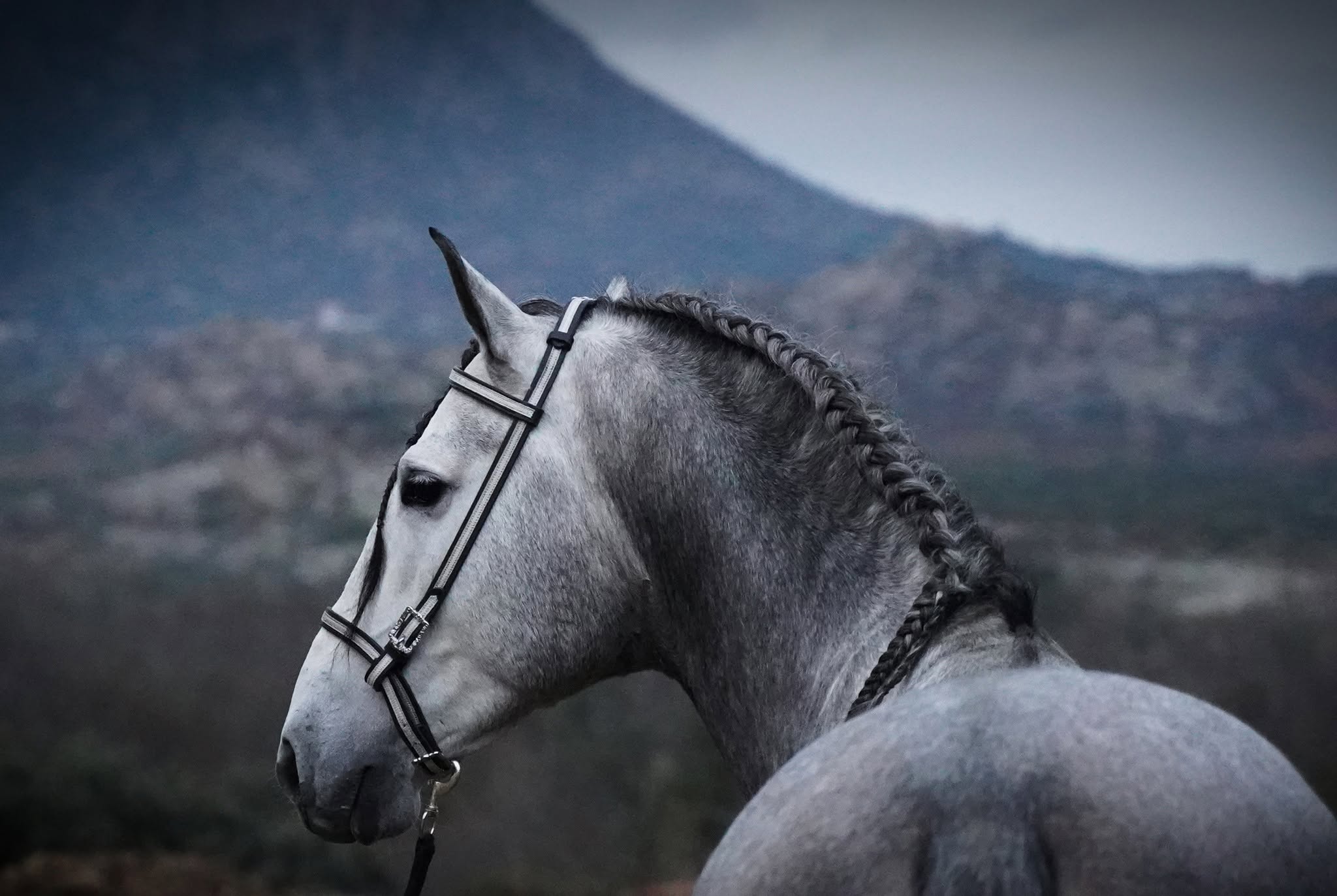 General De Centurion photo 6