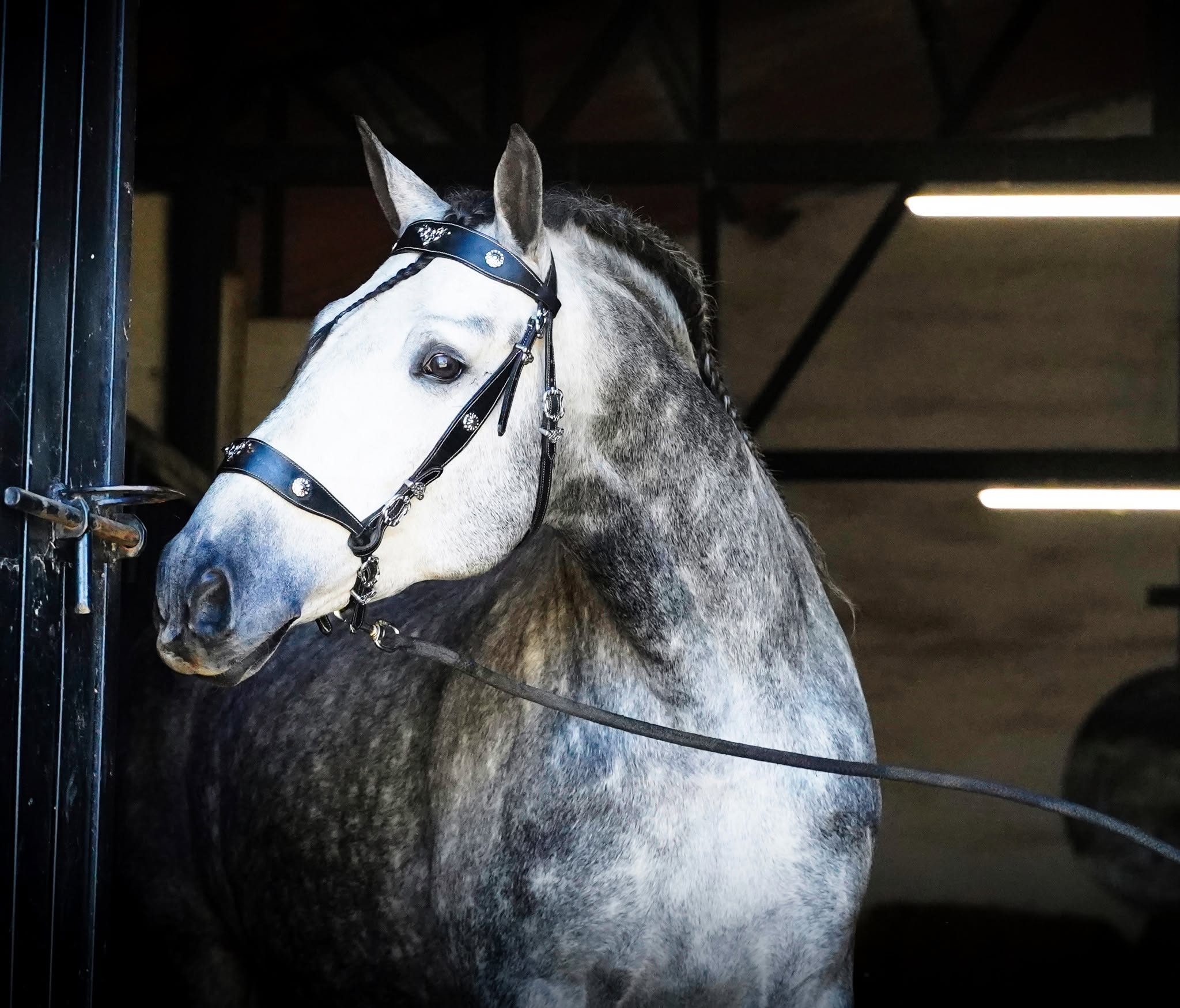 Enrico De Centurion photo 6