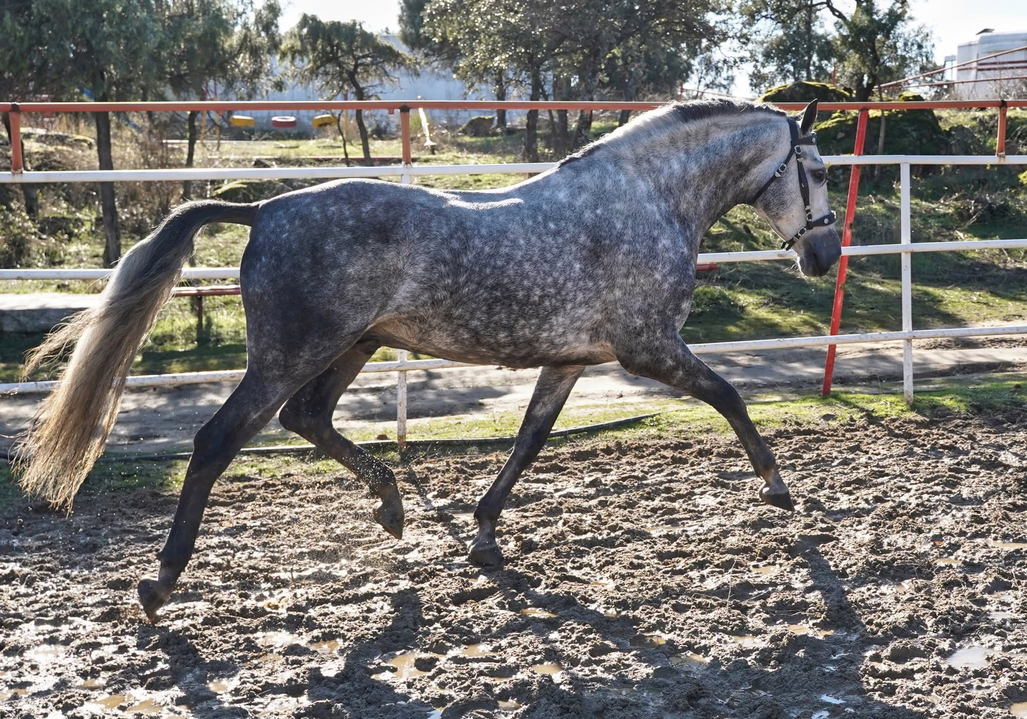 Enrico De Centurion photo 7