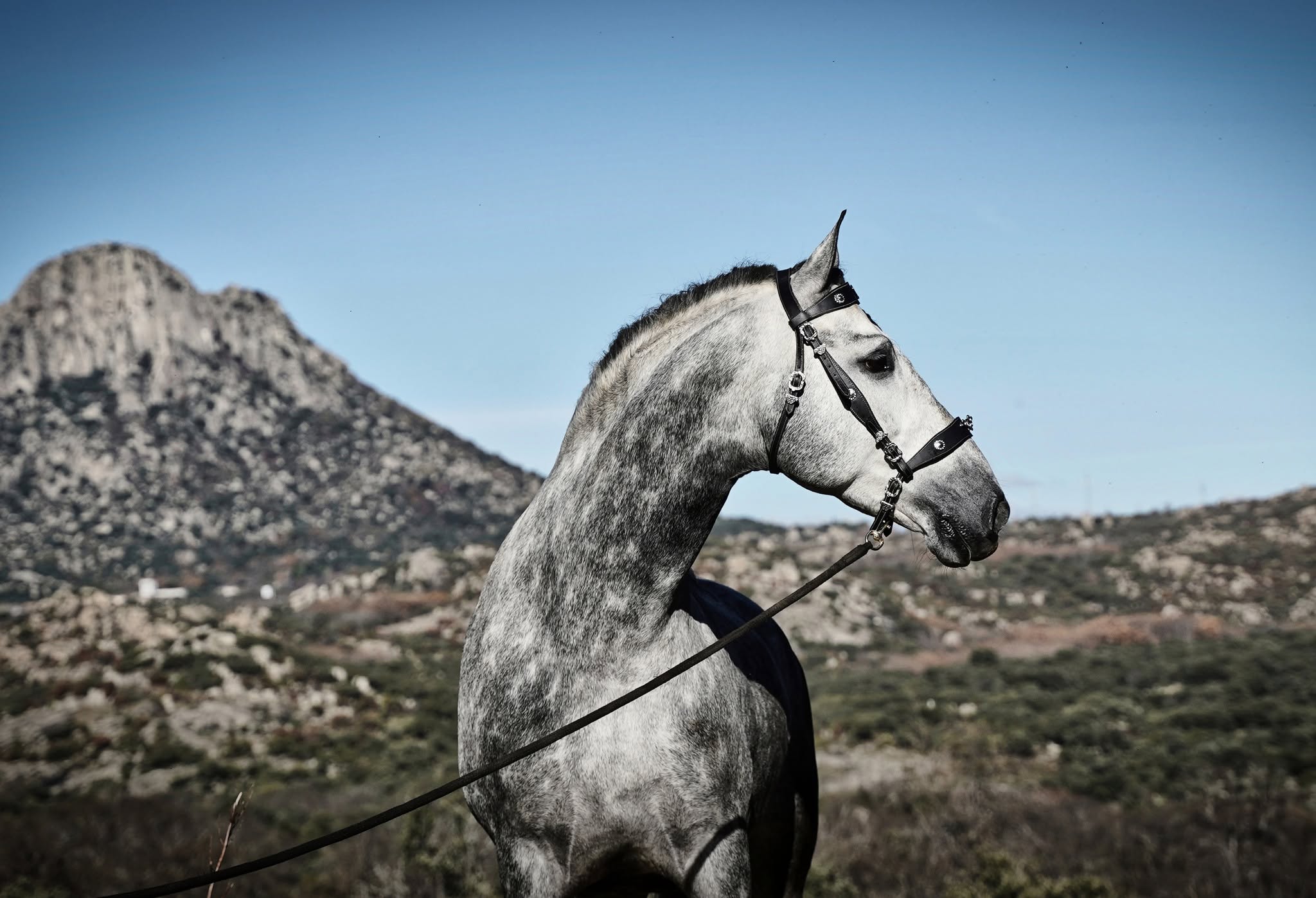 Enrico De Centurion photo 3