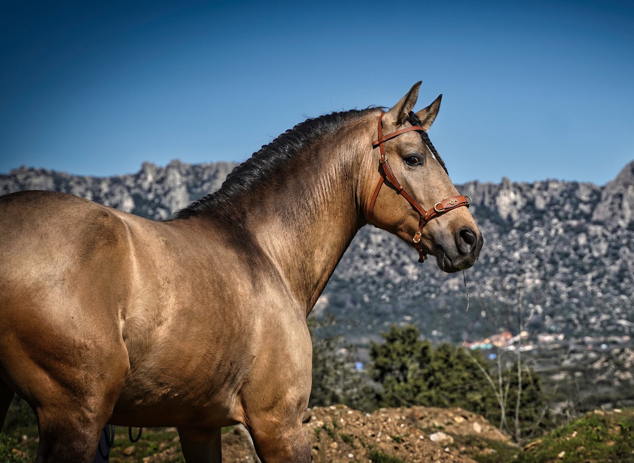 Yeguada Las Espadas special coloured horses