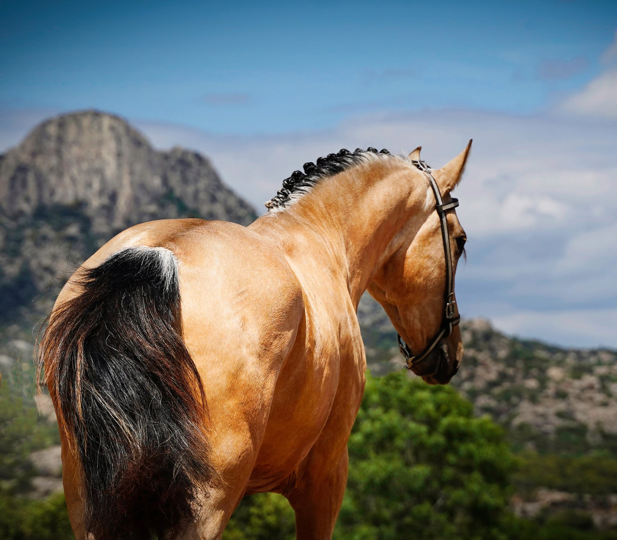 Yeguada Lotus sport horse breeding