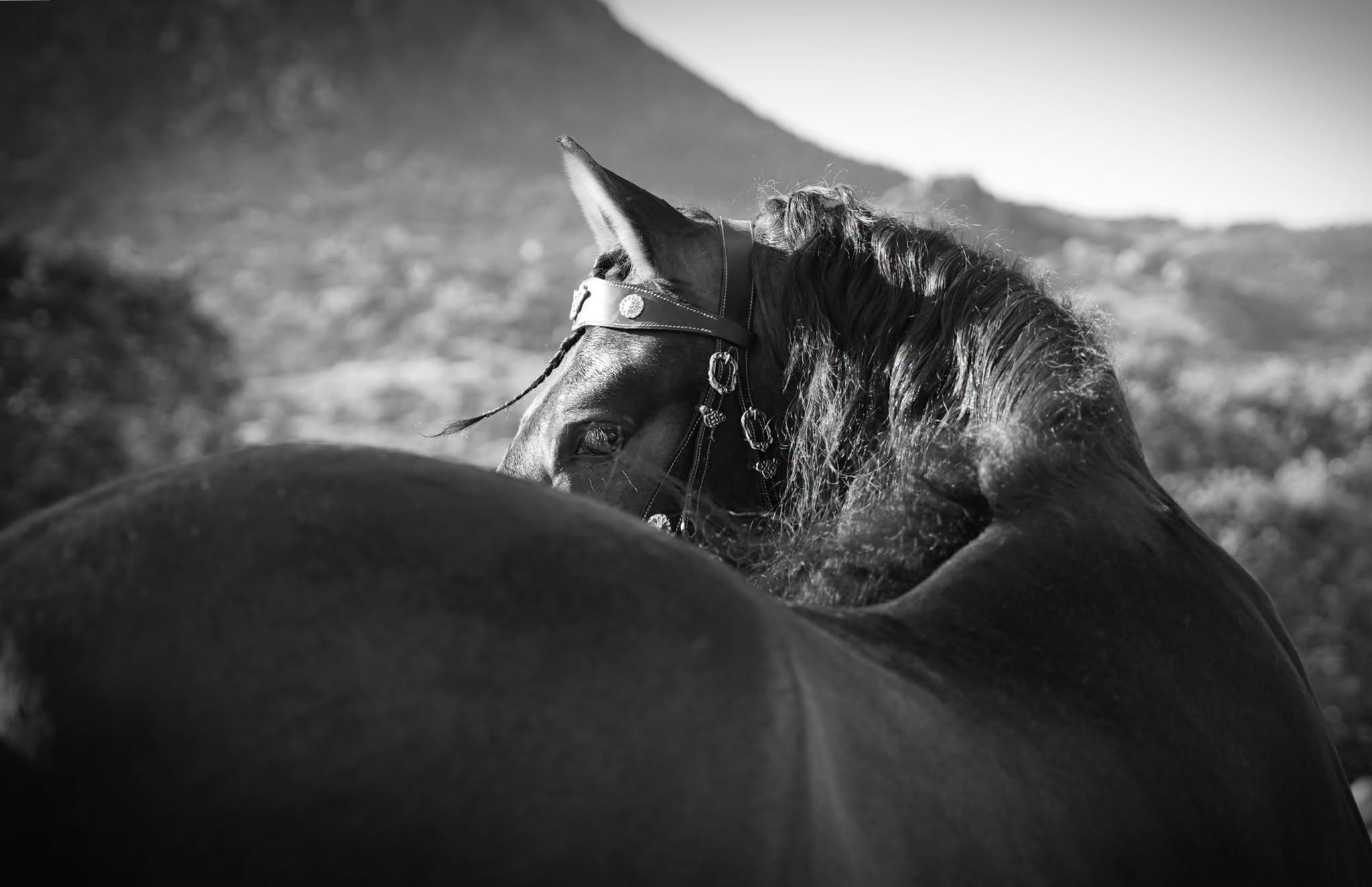 Xenon DLA photo 5
