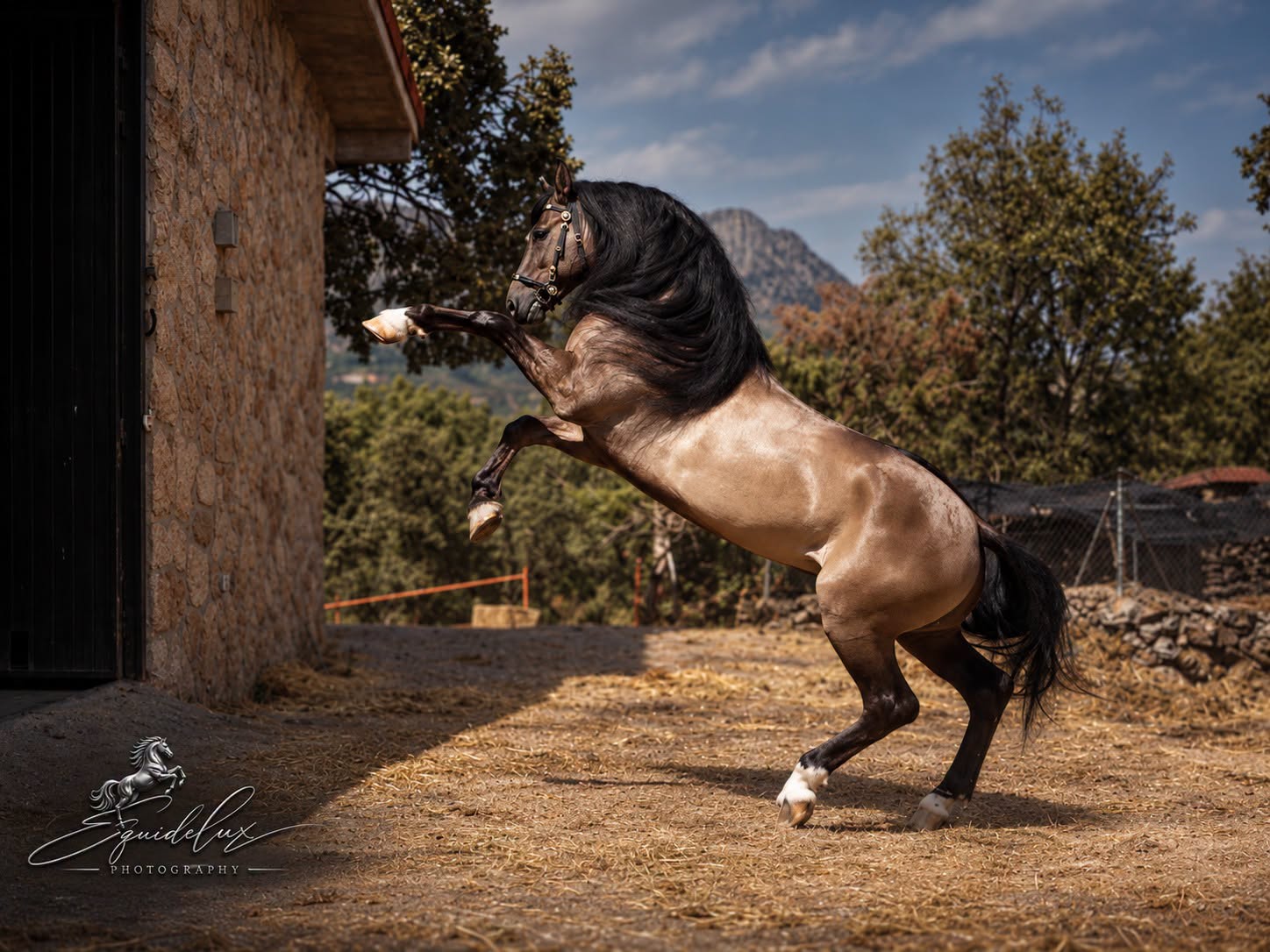 Montanes photo 2