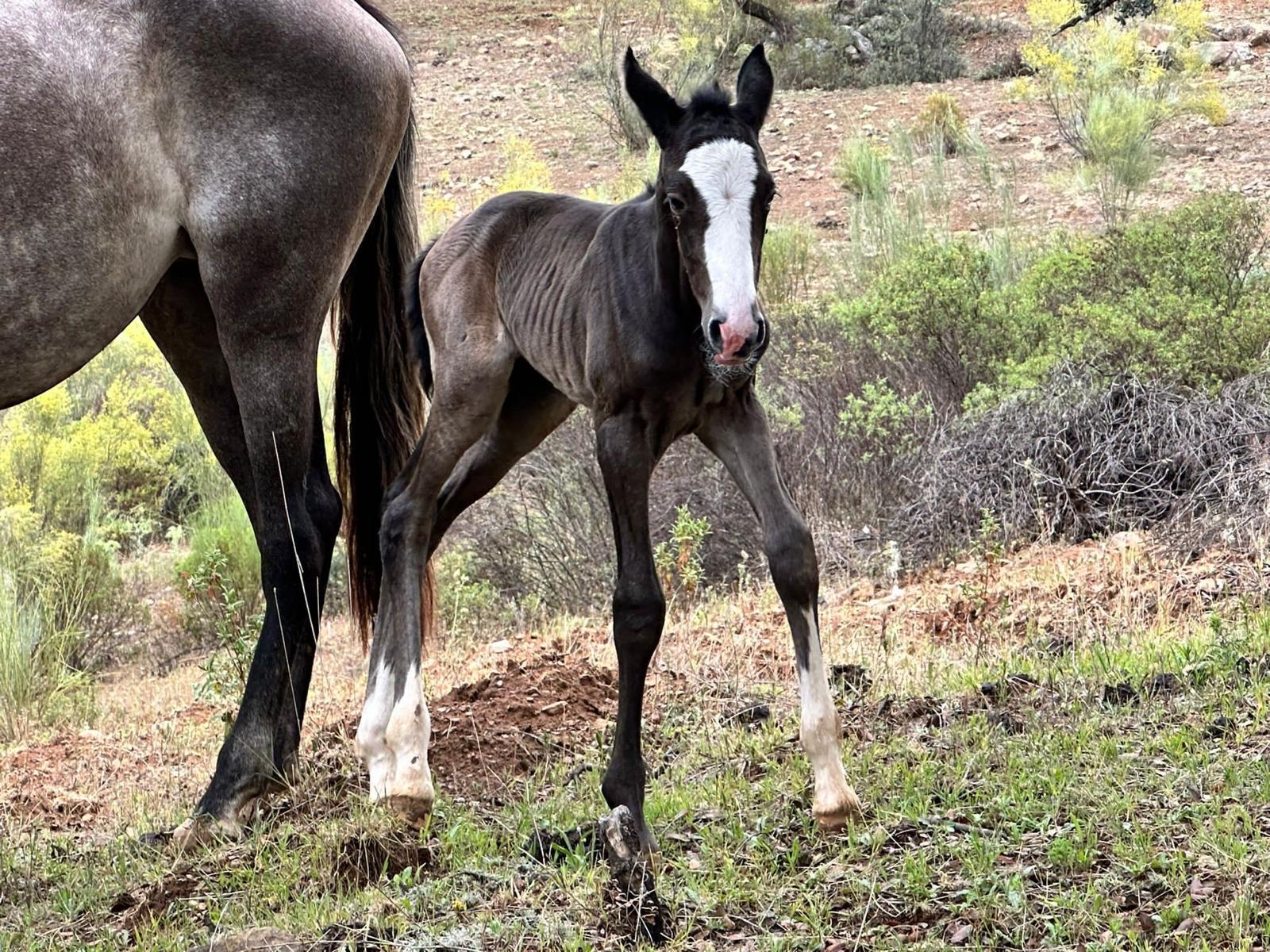 Offspring