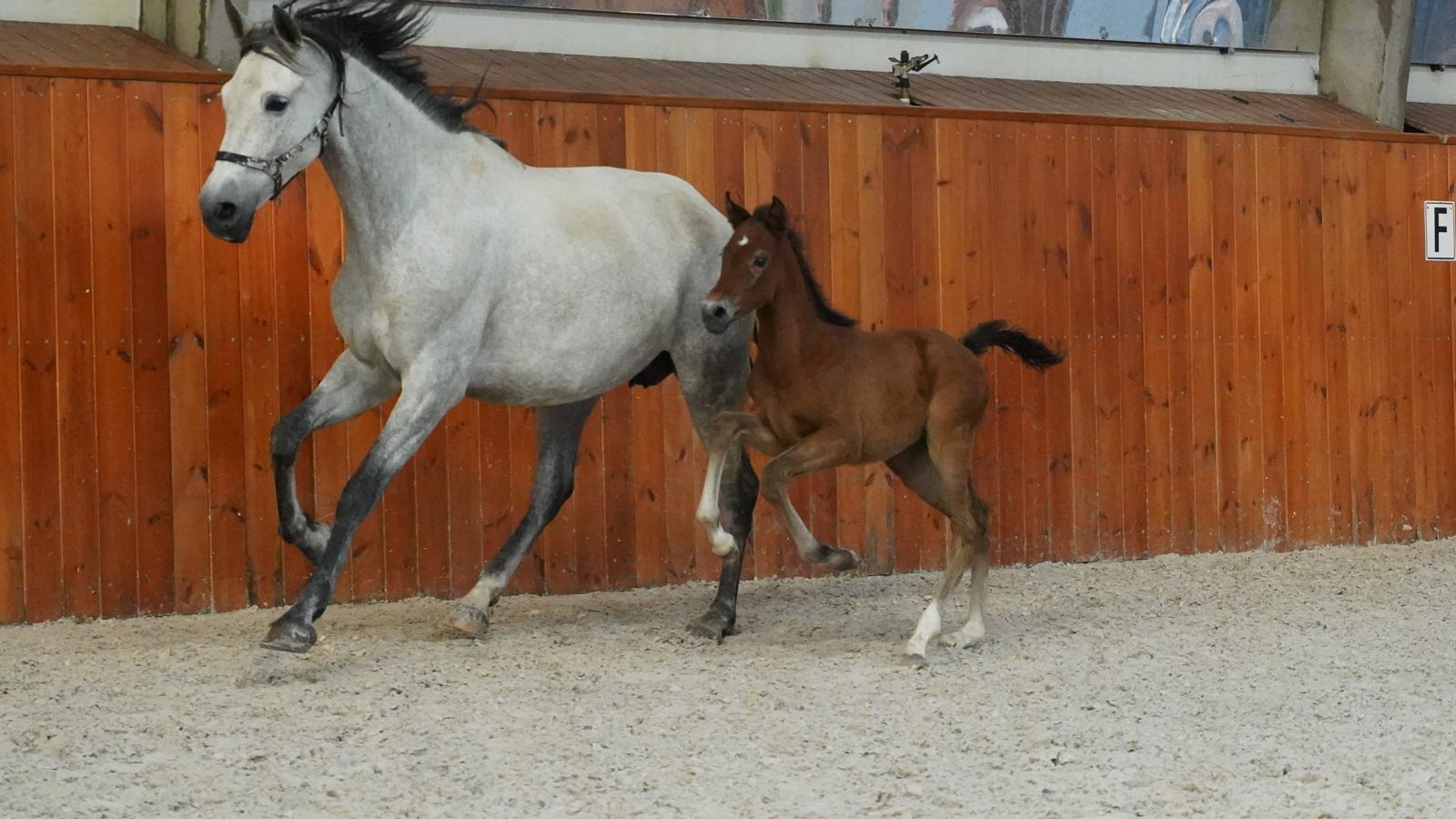 Offspring