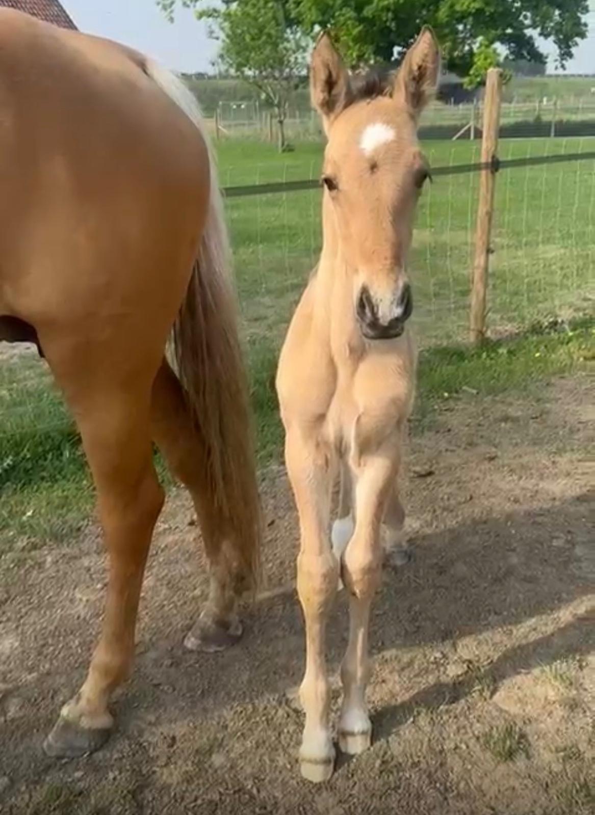 Offspring
