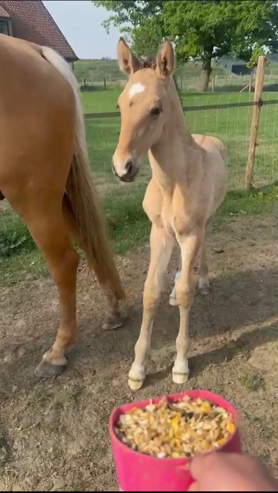 Offspring